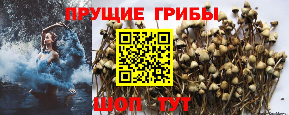 Псилоцибиновые грибы Psilocybine cubensis Мелеуз